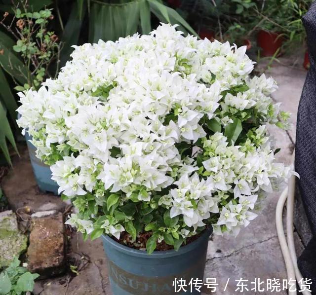 三角梅不发新枝开花少，“喂个小药片”，株型庞大，开花多