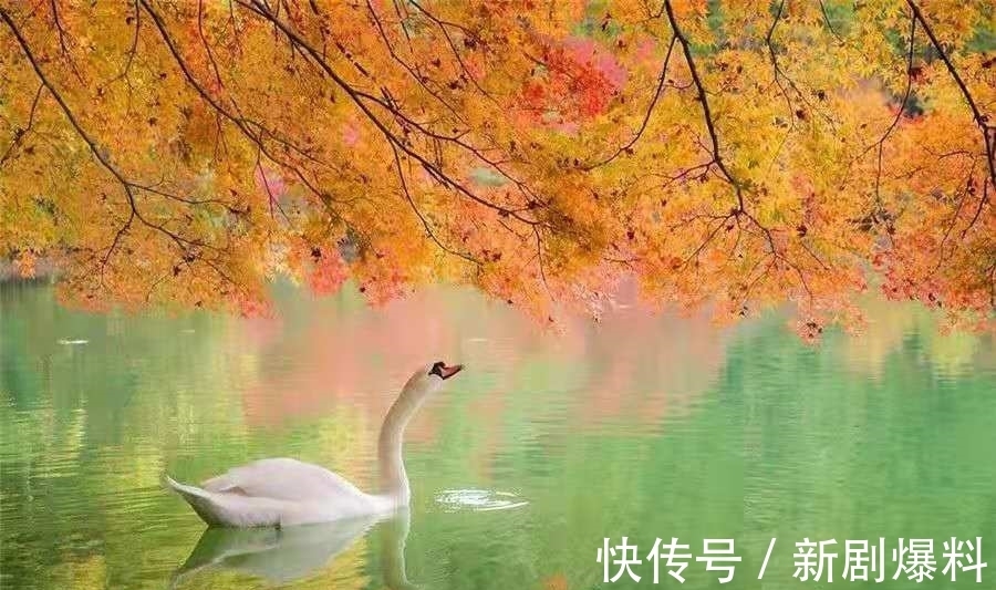 郑玉玲|白露诗词:人间最美是白露,祝君岁岁长安康