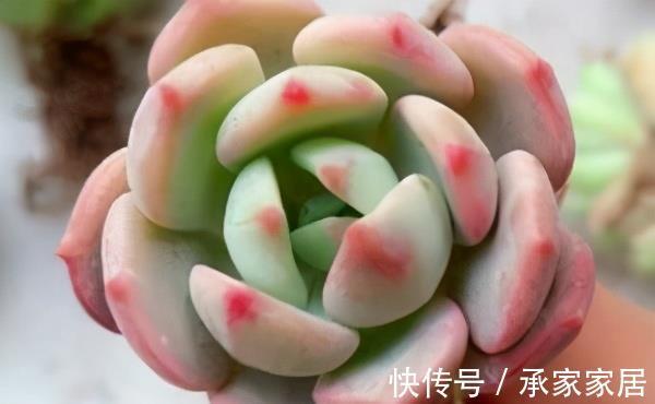 颜色|蜜桃格林，阳台上控养效果很明显的多肉，叶片短而圆，颜色粉嫩
