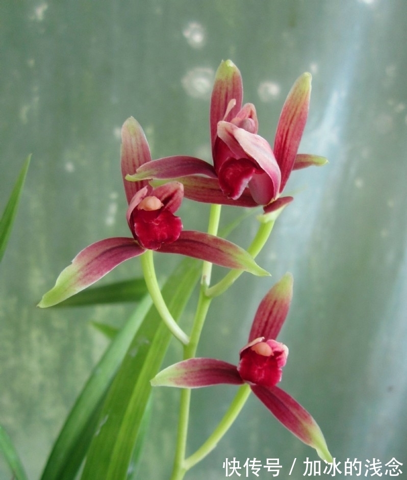 建兰|这款兰花，是建兰红素名品，花开艳丽，香味浓郁，花姿迷人