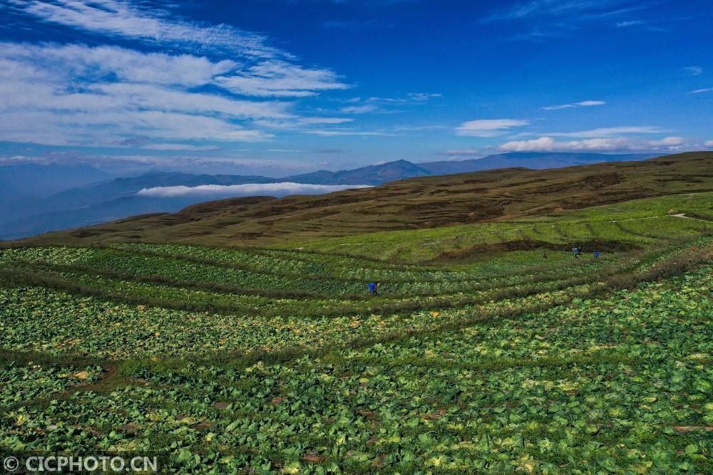 蔬菜|四川昭觉：高山反季节蔬菜种植 助农增收