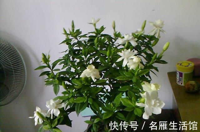 5种花“漂亮花”,十月大降价,便宜也别买,白白浪费钱