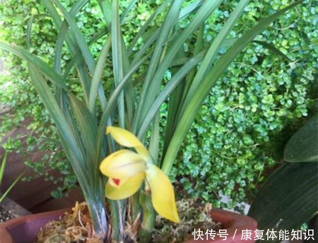 给兰花浇水,学会观“局势”,才能避免出错,不然容易死翘翘!