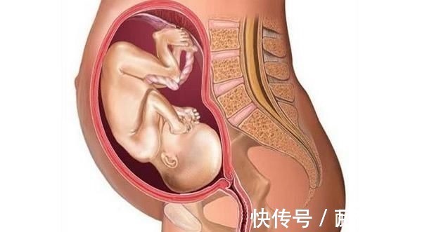 第三个月|胎儿形成的全过程,十张高清组图让你了解生命孕育,感叹妈妈伟大