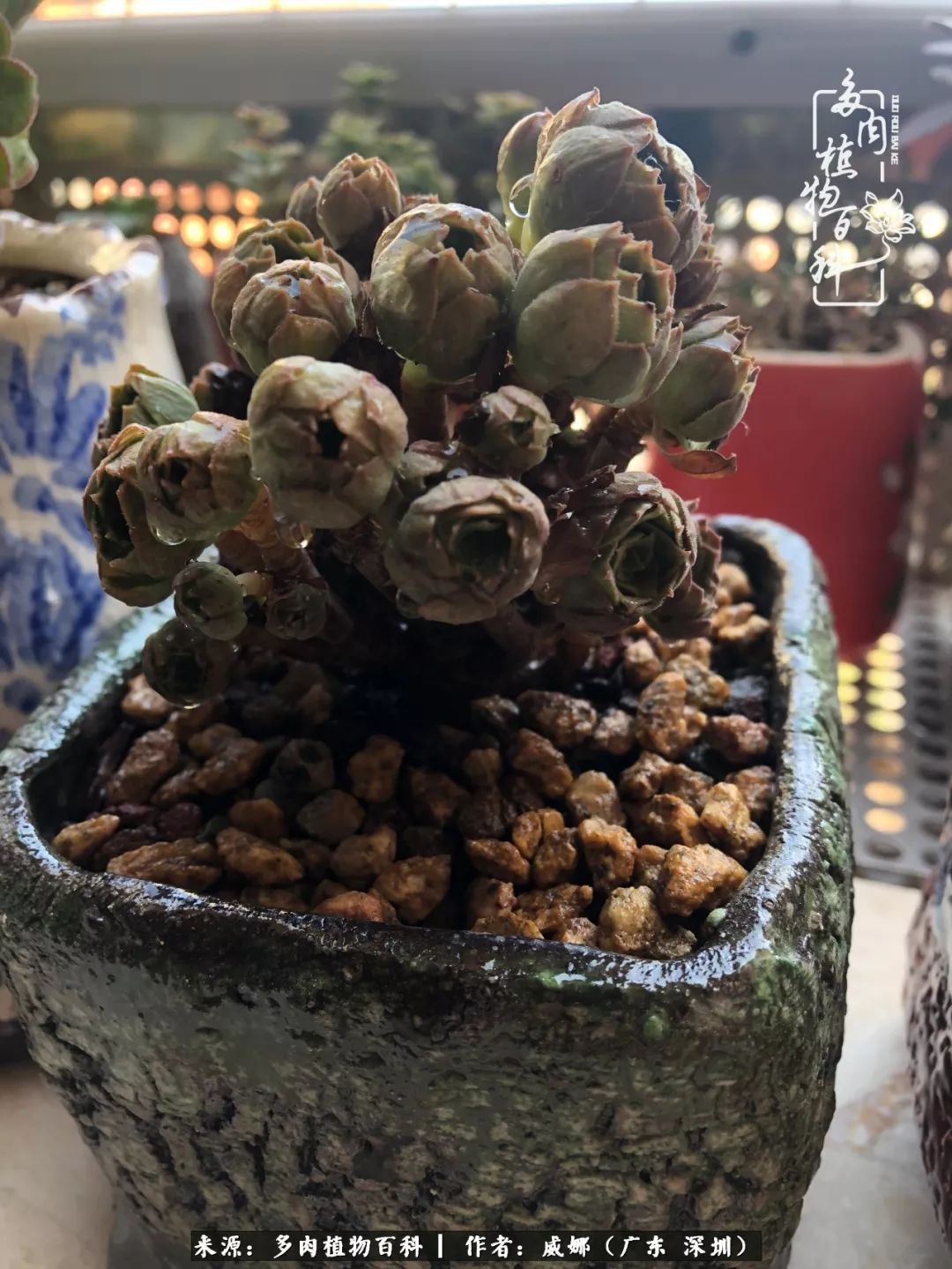 笼子里露养的多肉，越养越美！有多肉的日子伴着小确幸！