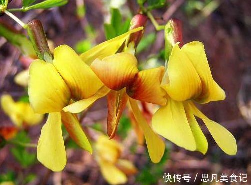 四季|养这些花朵,四季开花不断,好养易爆盆,雍容华贵