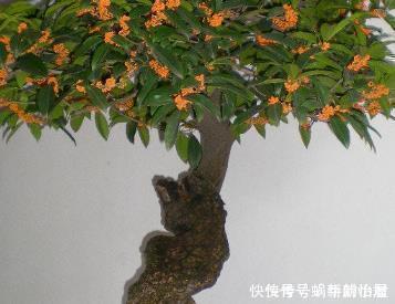 盆景|张大爷把桂花盆景养开花了，真是太吸引眼球了，一问竟是这样养