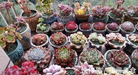 温差越大多肉状态越好,关于这点,你需要了解其中的B面