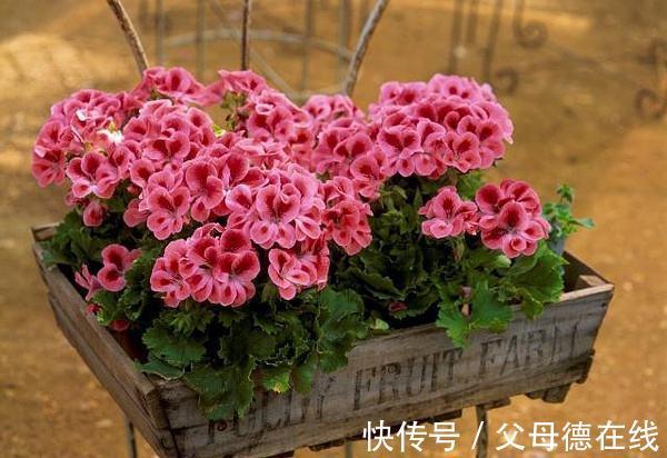 如果家里只能养一种花,那就是它,花开四季,花多爆盆