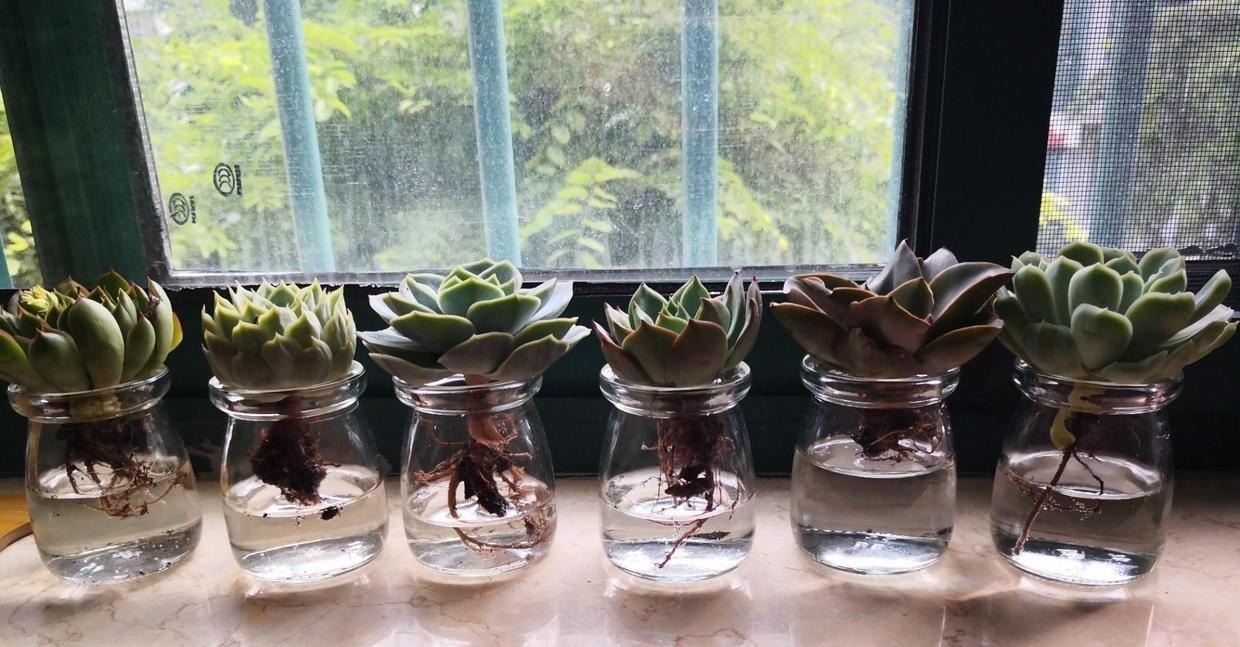 多肉可以不用土养,买几个玻璃瓶,装满水,养多肉很漂亮