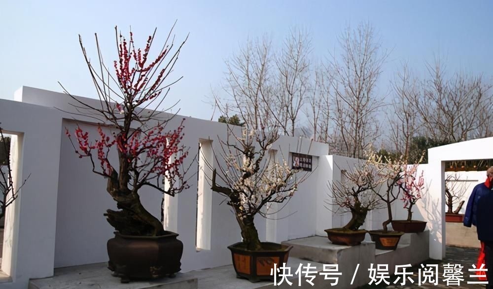 养护|苏派盆景极具名气,这6种盆景做法精妙、极具自然之感,价值高