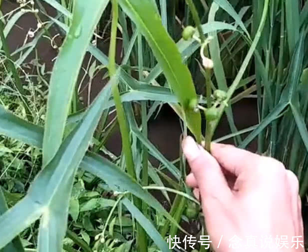 三脚|在农田里非常多,农民都非常讨厌的这种野草,却是一种不错的草药
