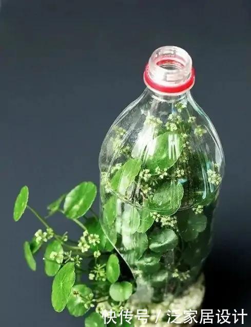 多肉|喝完饮料的瓶子不要丢,切一刀,扎三个孔,用来养花省钱又环保