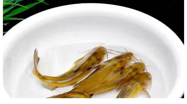 钓饵|说实话，“收拾”黄辣丁我只服这钓法，无论在哪，钓完都特舒服