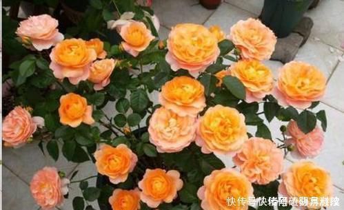 就可以|还在用花肥养花盆里埋10粒它,半年不用施肥,叶绿花又旺