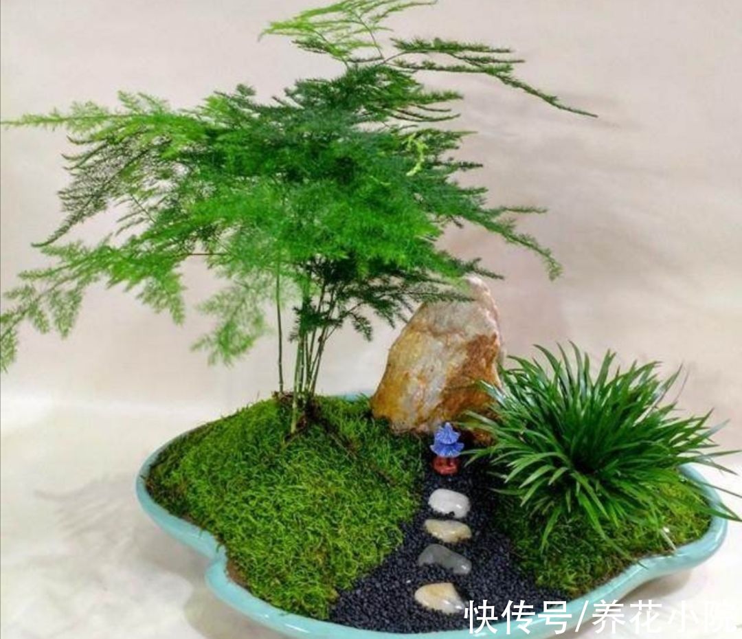 天冷了没花看,不如养6种漂亮“绿植”,美观大方还有益健康