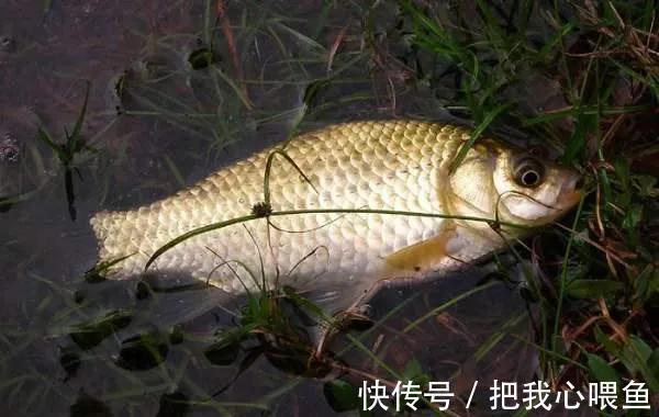 水域|我国一种杂交鱼,常被冒充土鲫鱼,很多钓友也分不清