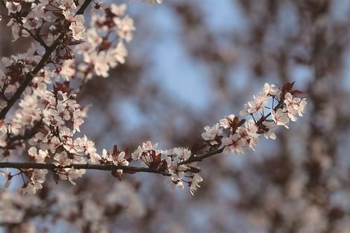 陌上花开，赴一场春天的约会【图】