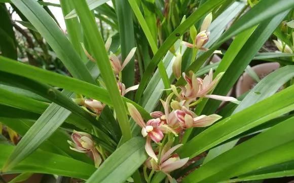 浇水|这3种花上档次，阳台养一盆，开花比香水还好闻