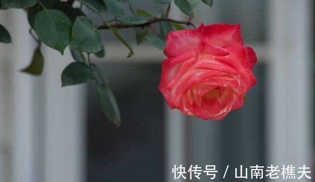 双鱼座|进入九月，桃花朵朵，整体运势就会上升，生活会越来越好