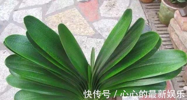 柳树|君子兰不见长、不开花“2种料”扔盆里,新芽多,一年开花2次
