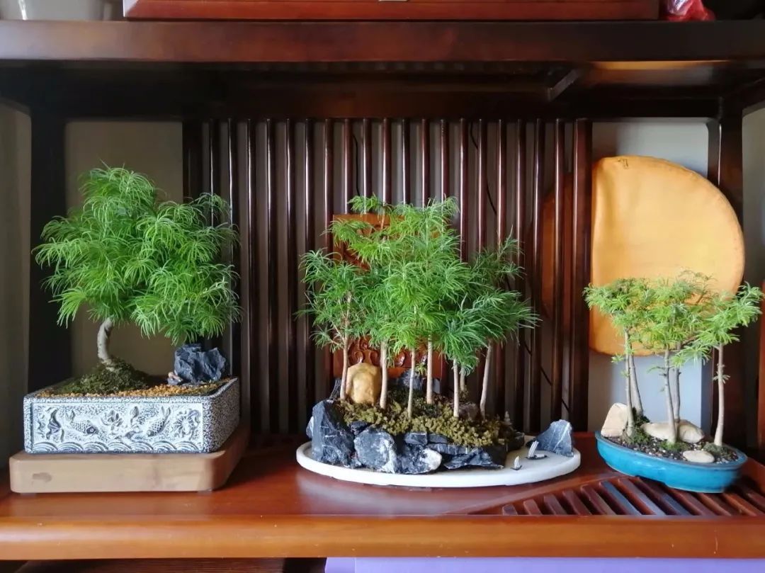 八种命里带“钱”的植物，家里养一盆，招财又旺运，你家养了几种