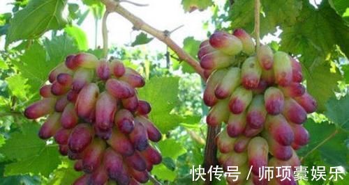 润肺|女性要养生,不妨多吃此食物,清热降火、润肺去燥,谁吃谁健康