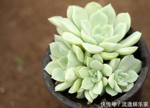 多肉植物|多肉好养却难养爆盆,掌握这几个“技巧”,养爆盆不困难