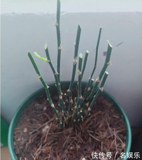 8种花现在赶紧剪，剃光头撸光叶，越狠越爆盆