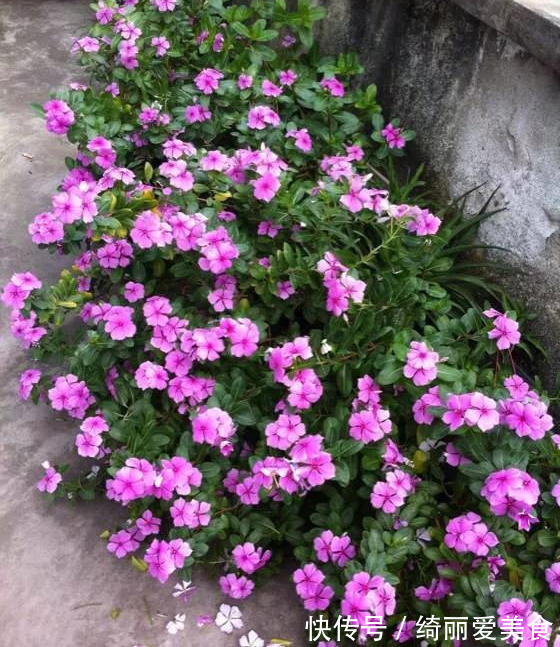 养花技巧:粗生粗养也能四季开花!少养1种都觉得亏了