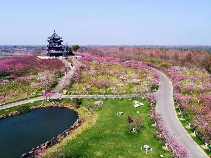 上海市MaaS平台清明出行提示：5条祭扫踏青线路“量身定制”错峰出行