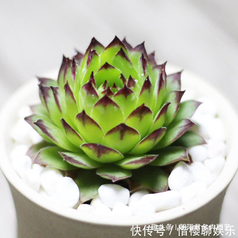 多肉植物|观音莲这样养,不用施肥,一样长满小崽