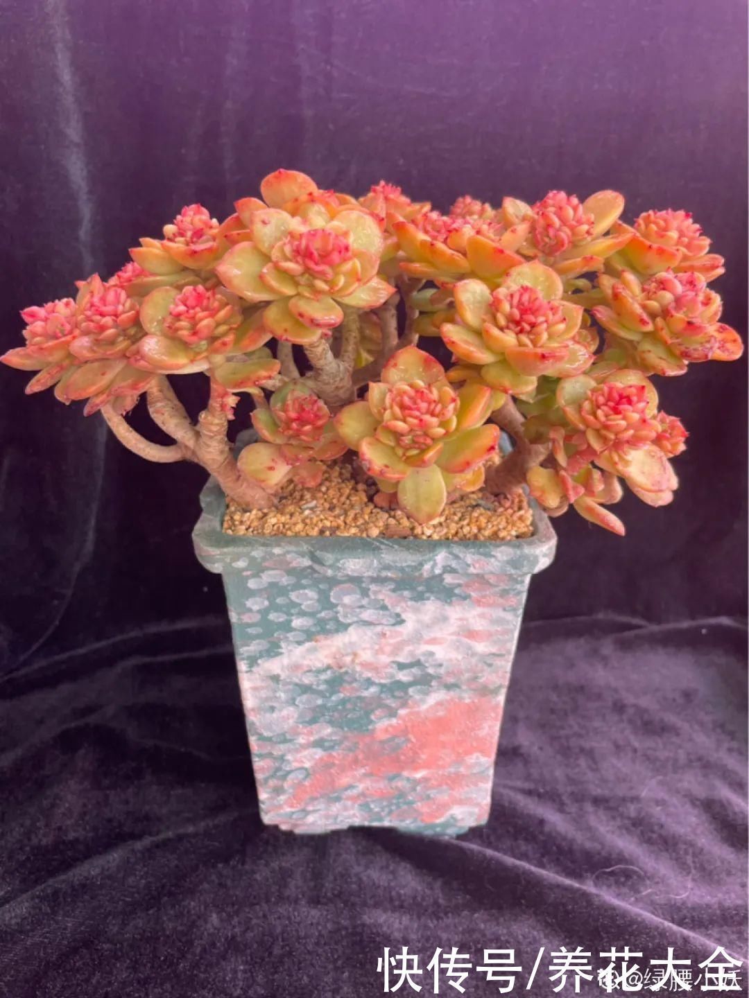 室内养多肉,也能养出水晶果冻色,任谁看到都说好