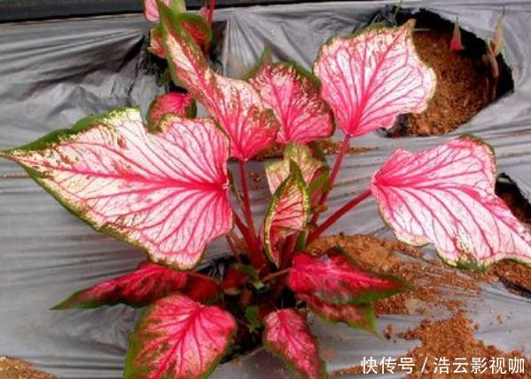 雍容华贵|喜欢养玫瑰,就养盆“玫瑰精品”粉和平玫瑰,雍容华贵,色彩艳丽