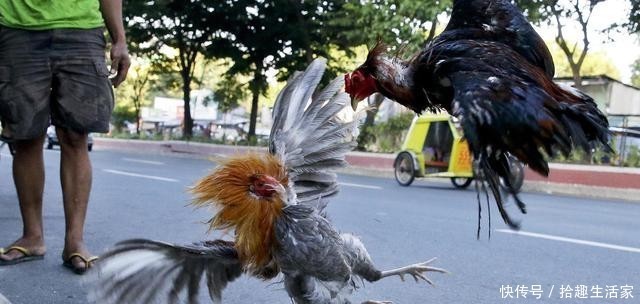 赶到|菲律宾警察执行任务查非法集会,赶到现场被一只斗鸡杀死