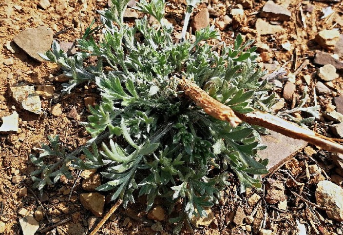 蒲公英|农村的这几种野菜，利尿消肿、养肝护肝，多吃没有坏处！