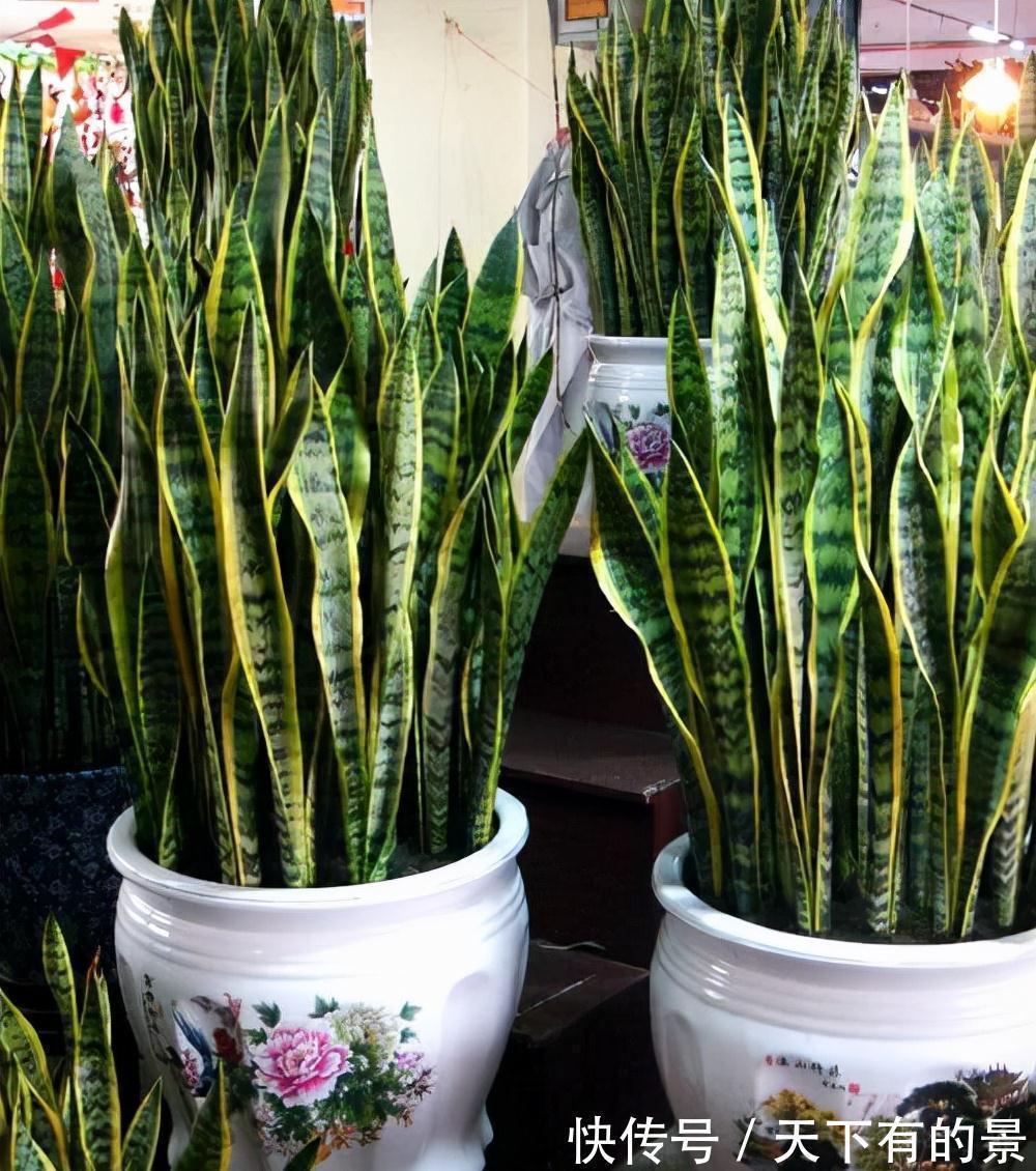 复合肥|“穷养”5种花,用小花盆栽种,多晒少管更利于生长,又美又值钱