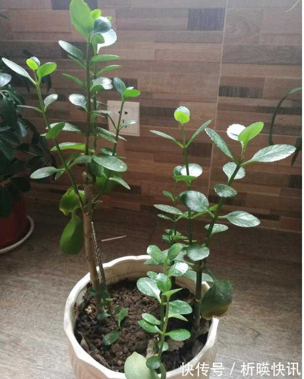 长寿花缺了“它”变成“傻大个”就是不开花,就是欠收拾!