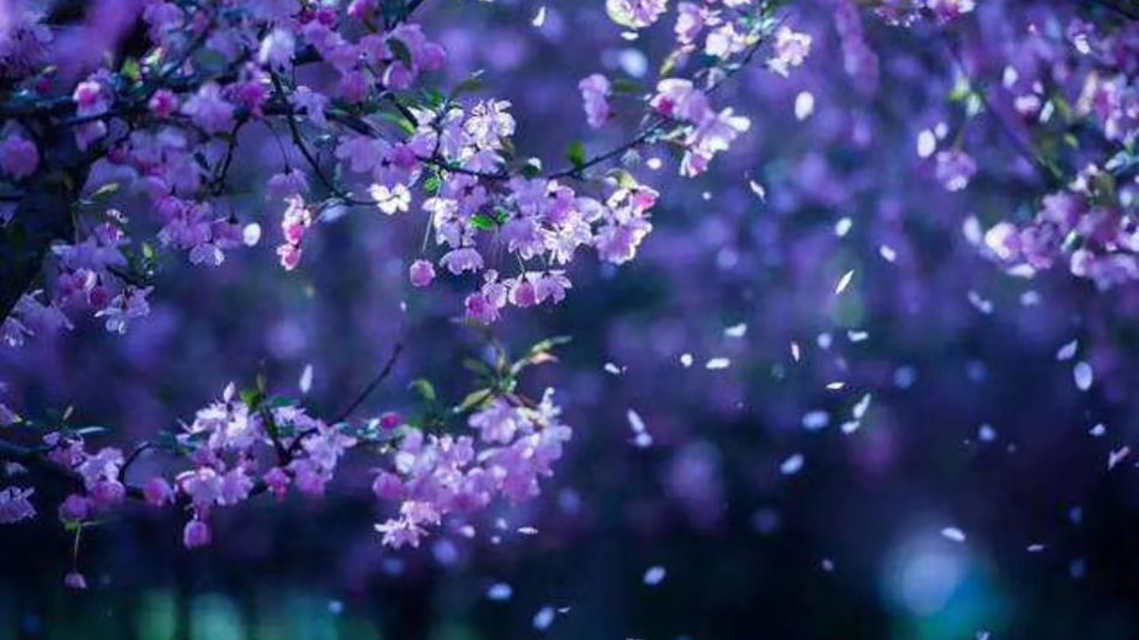 章台路#这首词尽管作者不明确,疑似欧阳修的作品,但是仍然成为千古佳作