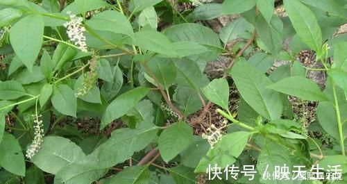 伸筋藤|此野菜人称“见肿消”,嫩芽是野菜中的“上品”,农民却拿来煮面