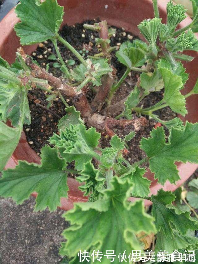 天竺葵|她家只养一种花，一年四季有花赏，原因是做好了四件事