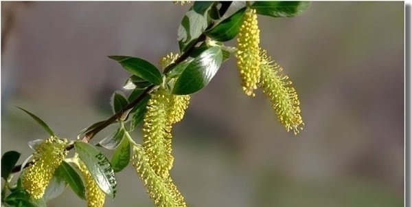 王叔文&刘禹锡鲜为人知的7首诗,能读过三首就算知识渊博了!