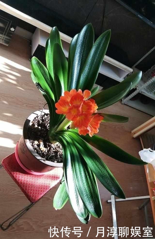 配方|养护君子兰有小技巧,您得给它照一照,全年可开花,不踩雷