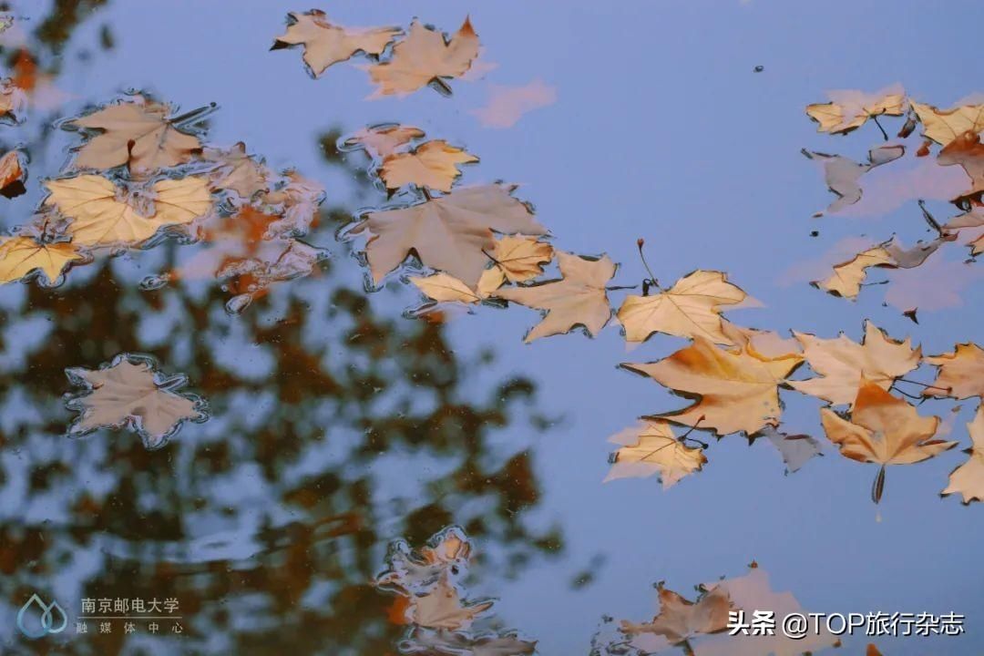 集体|惊艳！高校们集体出动，官宣最美秋景，有你的母校吗？