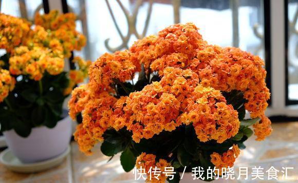 农历9月24日霜降后，养什么花？以下3种花，红红火火招财纳福