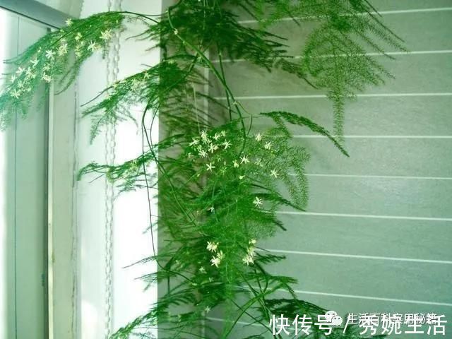 发黄|家里文竹发黄快死了,媳妇用了这1招,立马起死回生