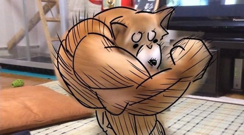 柴犬|大家还记得那只在二次元爆火的肌肉柴犬吗?现如今终于有实体版了