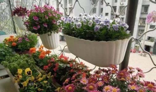 黄豆水养花太臭了试试把“它”埋土里，效果比黄豆水强多了