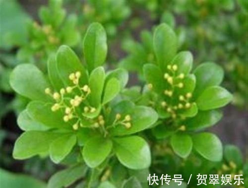 养护|李大爷养“米兰”,浇灌这种水,花苞多、花味香,养10年还在开