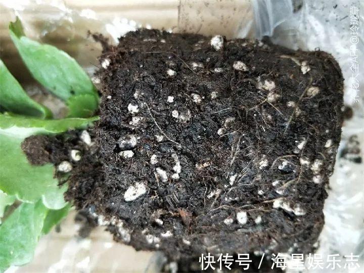 扦插|9月养花，6件事趁早做，下半年进入疯长模式！